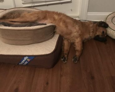 Dog Pulls All His Dog Beds Into One Room To Hang Out In A “Super Bed”