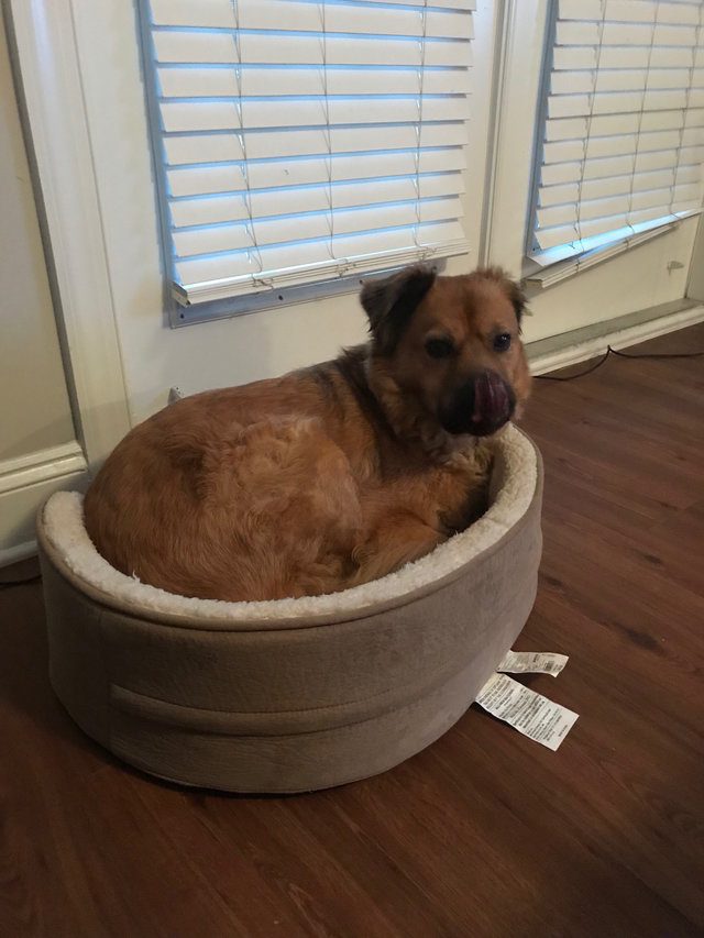 dog makes one large bed