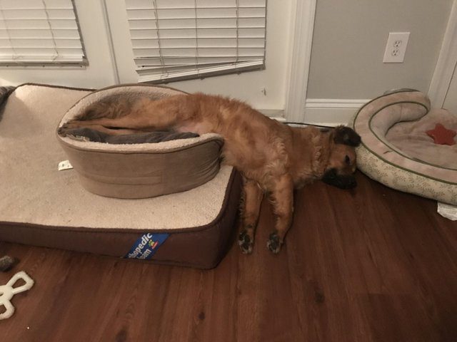dog makes one large bed