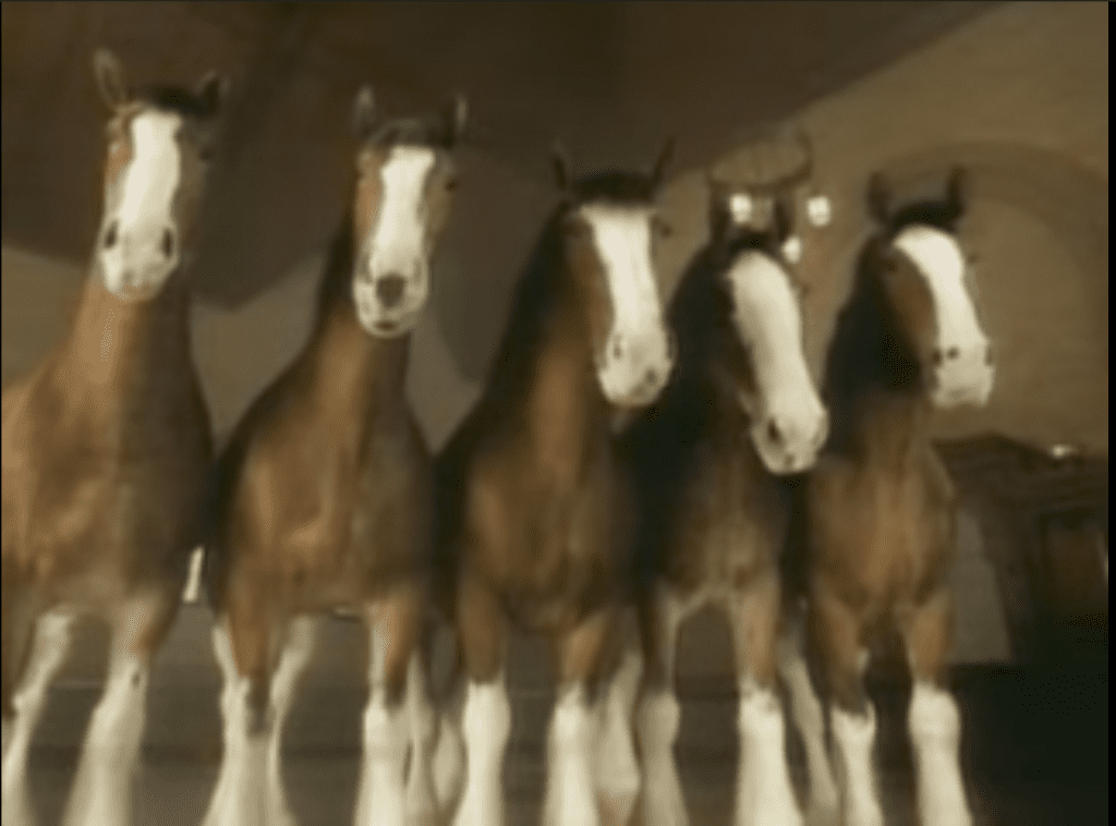 donkey clydesdale commercial