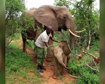 8 Years After Being Saved, Elephant Brings Her Baby To Meet Rescuers