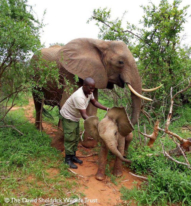elephant brings baby to rescuers