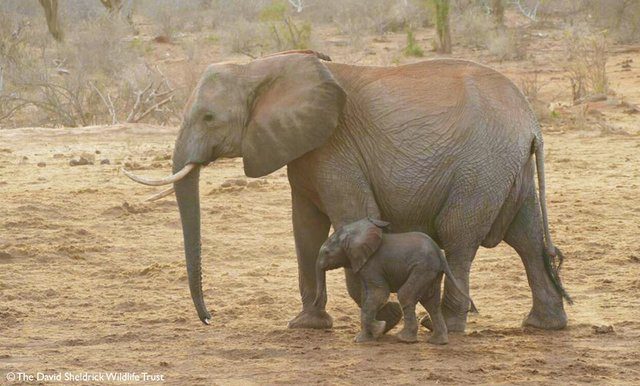 elephant brings baby to rescuers