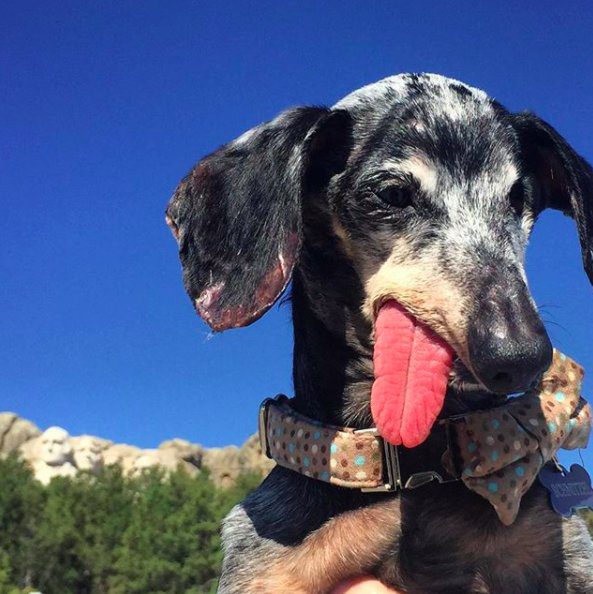 floopy tongue senior dachshund