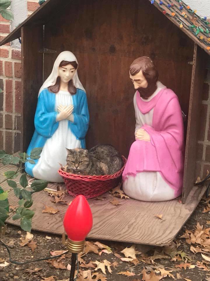 funny cat nativity scene