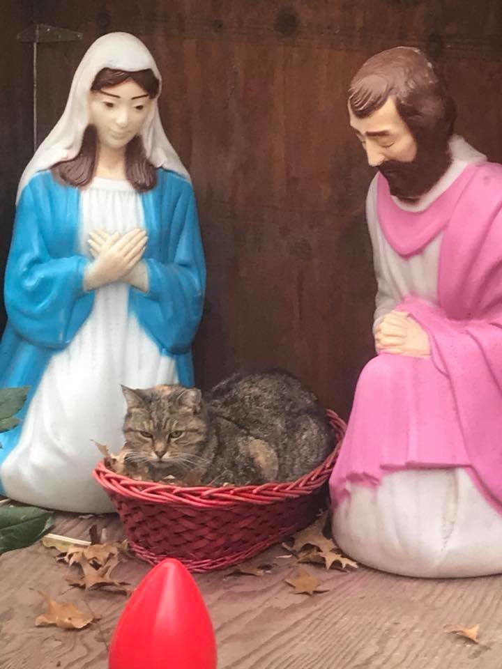funny cat nativity scene