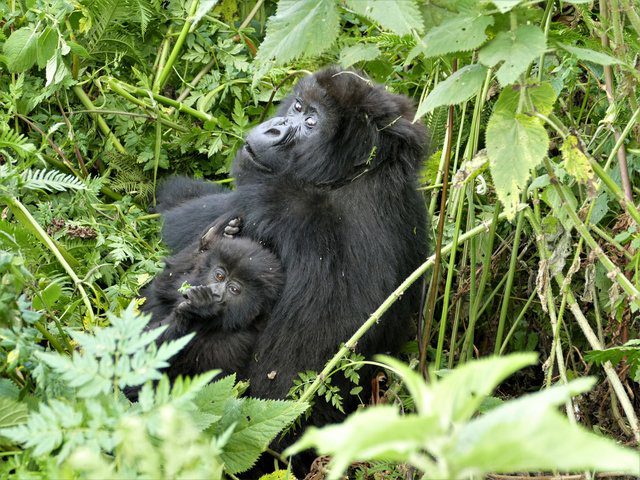 gorilla leaves pack to raise baby