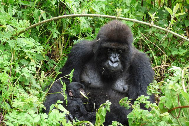 gorilla leaves pack to raise baby
