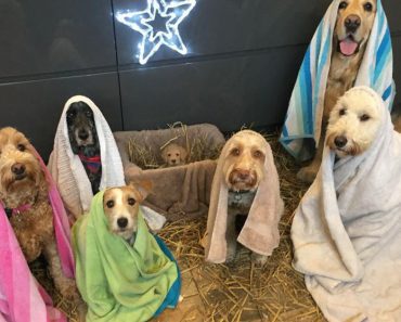 Groomers Get Six Dogs To Pose Perfectly For Nativity Scene