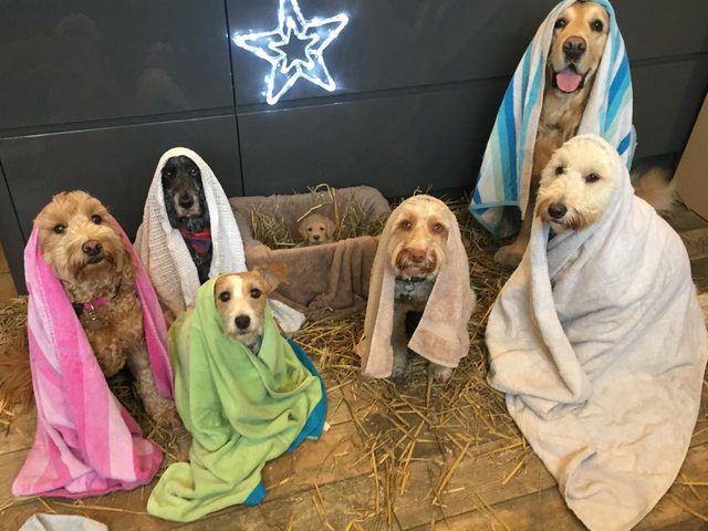 groomer dog nativity scene