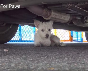 Tiny Westie Who Had Been Living On The Streets Hides Under Car From Rescuers
