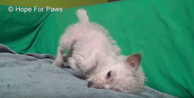 hope for paws westie america