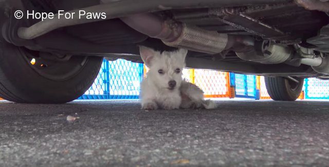 hope for paws westie america