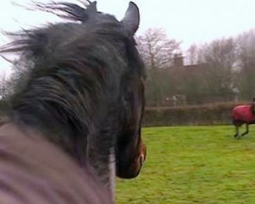These Horses Haven’t Seen Each Other In Years And Their Reunion Is Absolutely Incredible