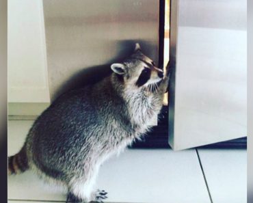 The Most Human Removal Tactics To Use When You Discover Raccoons In Your House
