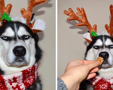 Spirited Owners Decide To Do Photoshoot With Their Husky For Christmas, He’s Not Having It…