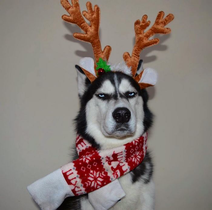husky christmas photoshoot