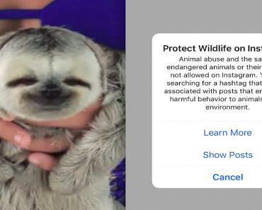 Instagram Implements New “Animal Abuse Alert” To Educate Users About This Growing Problem