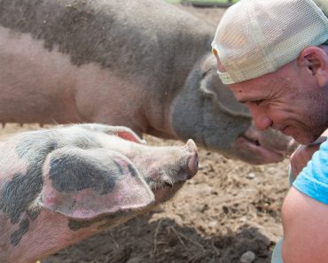 Man Risks His Own Life To Save A Mother And Her Piglets