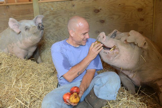 man saves mother and piglets