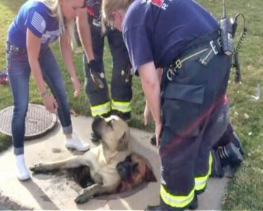 Firefighters Rush To Rescue 3 Full-Grown Mastiffs Found Stuck In Storm Drain