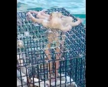 Fishermen Amused To Find An Octopus Stealing From Their Fish Trap