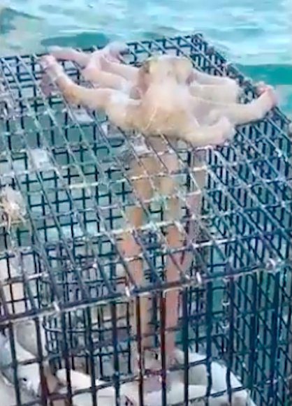 octopus steals from fish trap