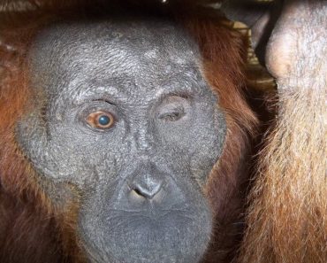 Rescuers Make Startling Discovery When Researching The Cause Of This Orangutan’s Blindness…