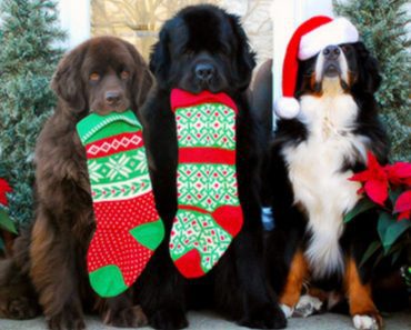 5 Ways To Protect Your Pets From The Dangers Of The Holiday Season