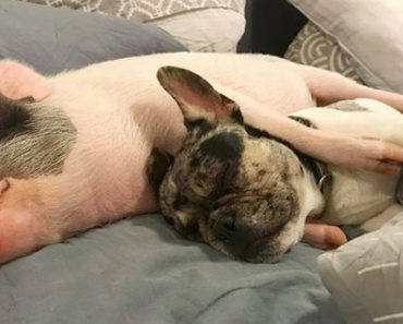 Rescue Pig and French Bulldog Are The Most Adorable Pair Of Best Friends