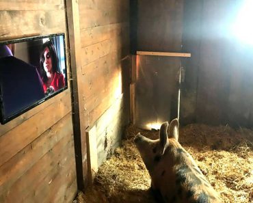 Pig Who Just Received Prosthetic Leg Enjoys Watching Christmas Movies While On Bedrest