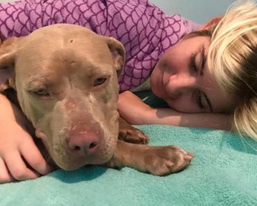 Rescue Dog Comes To The Aid Of Teenager With PTSD By Giving Extra Cuddles