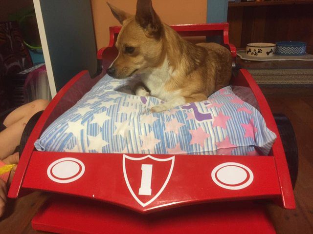 race car bed for dog