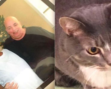 Community Pulls Together To Find Loving Homes For Cats After Owner Killed By Drunk Driver