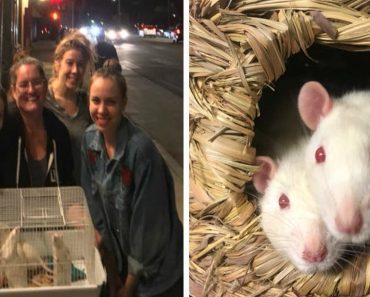 Sanctuary Volunteers Drove Into California Wildfires To Save The Lives Of Rats In Testing Laboratory