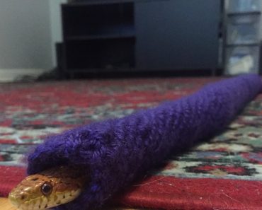 Adopted Snake Receives Special Knitted Sweater For Christmas