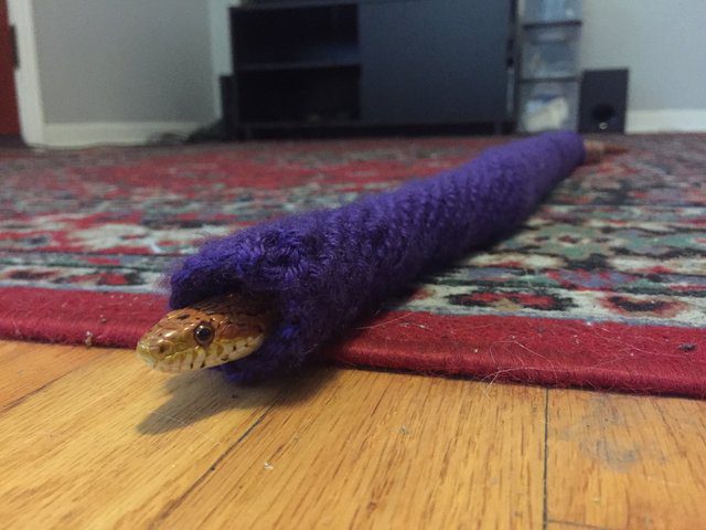 sweater for rescue snake