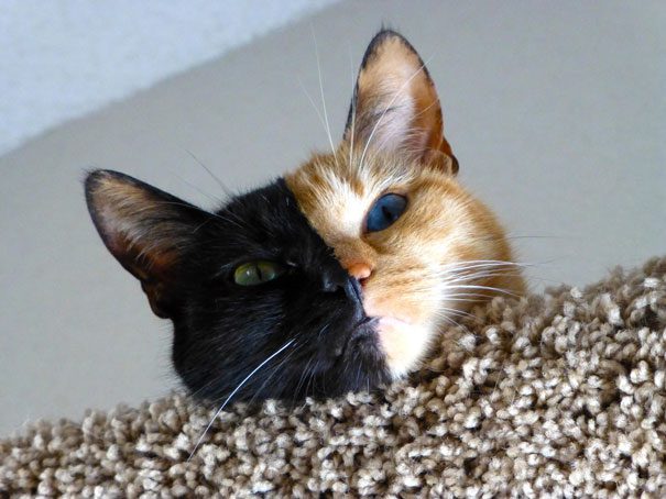 two faced cat