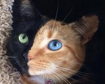 The Most Unusually Beautiful Cat You Will Ever See