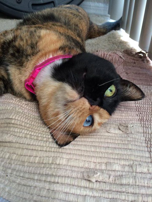 two faced cat