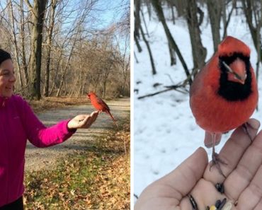 After Losing Her Grandfather, Grieving Woman Receives Special Visit From Wild Cardinal