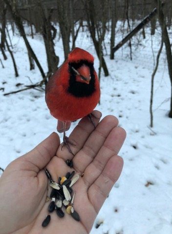 wild cardinal visits woman