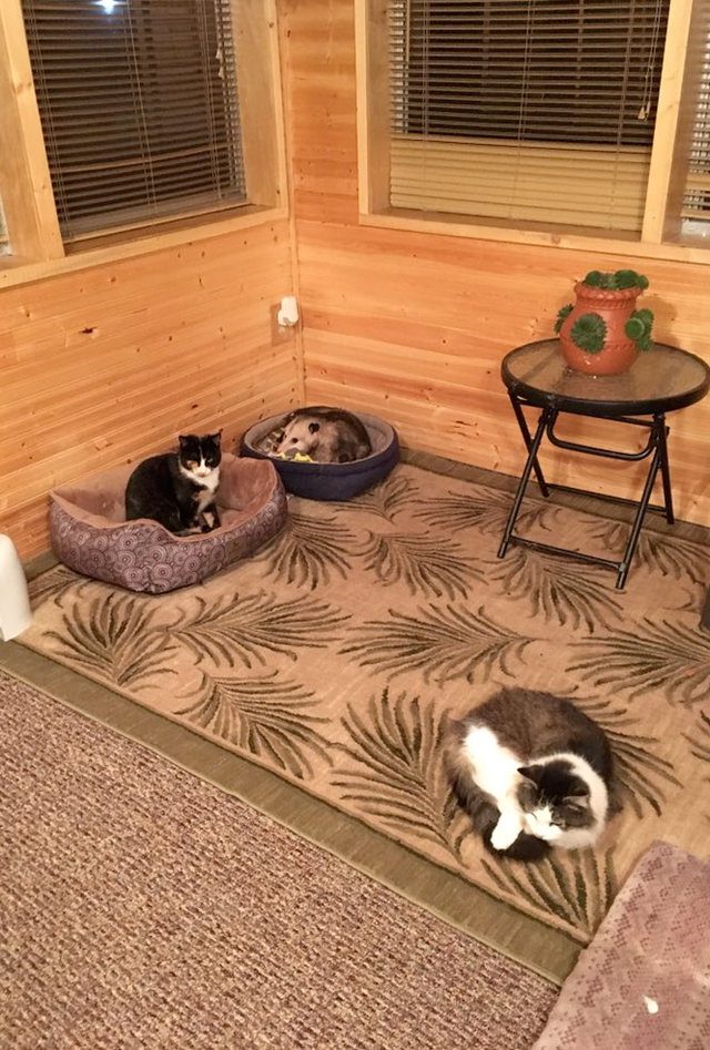 woman takes in opossum with her cats