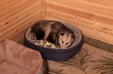 woman takes in opossum with her cats