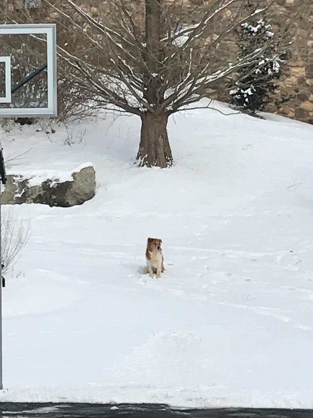 abandoned dog waits for family