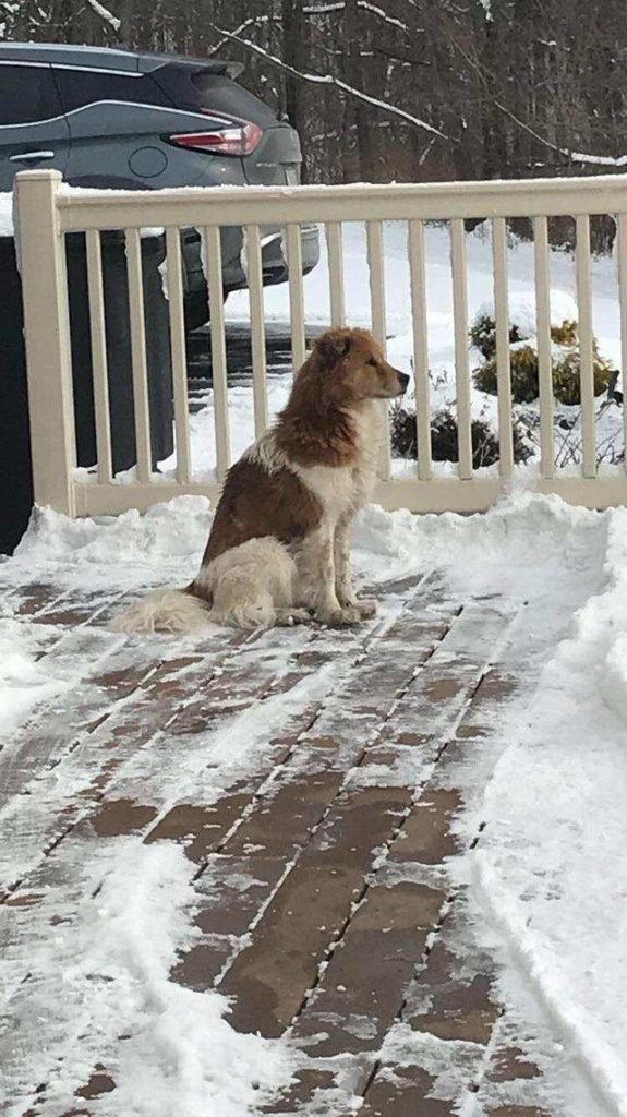 abandoned dog waits for family