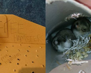 Good Samaritan Rescued Three Abandoned Baby Hamsters