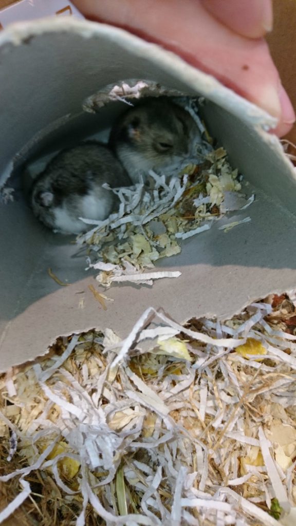 abandoned hamsters