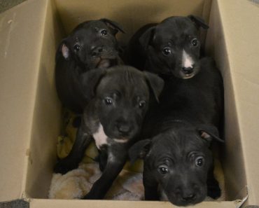 While Walking In Park, Good Samaritan Rescues Four Puppies He Found In Box