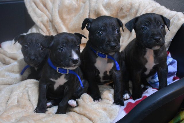 abandoned pit bull puppies